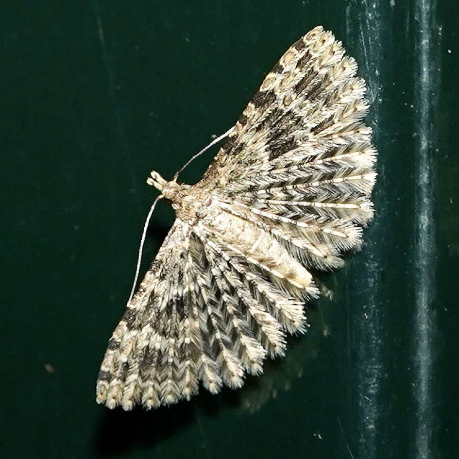 is dit een kamperfoeliewaaiermot?